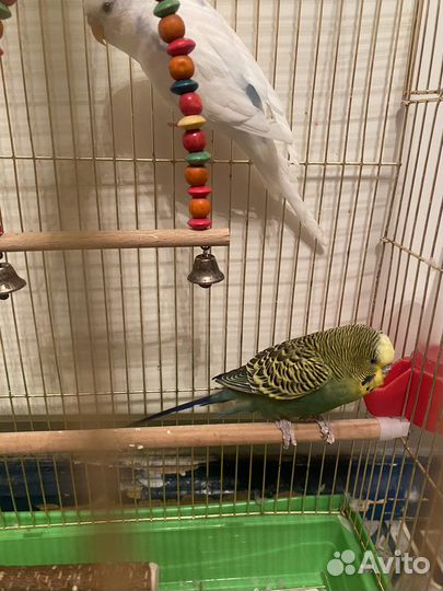 Попугаи волнистые бесплатно