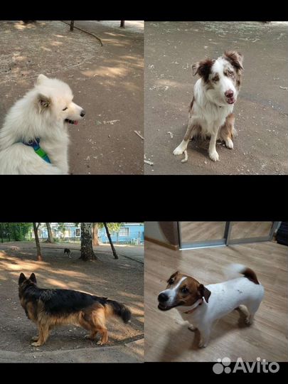 Передержка собак. Хендлер. Догситтер, зооняня