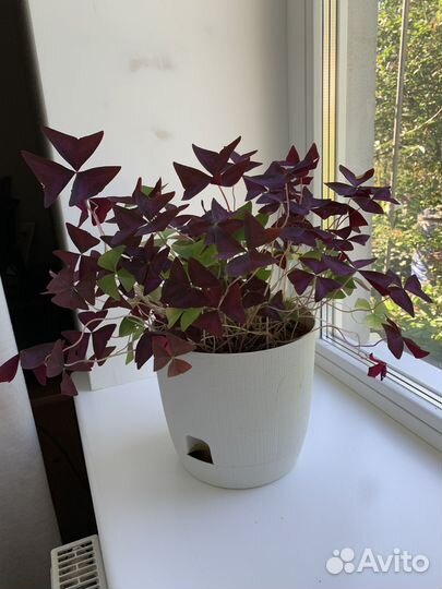 Кислица (Оксалис)