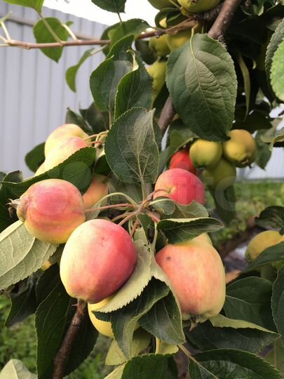 Участок 10,9 сот. (СНТ, ДНП)