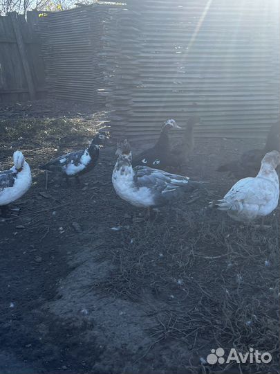 Мускусные селезни