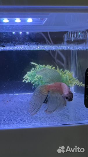Бронь.Умный аквариум с рыбкой петушок