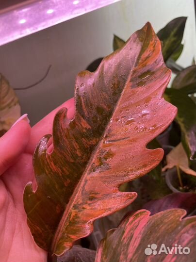 Филодендрон Карамель Марбл