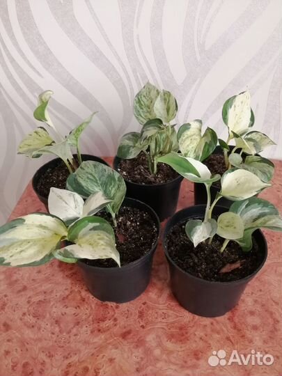 Сциндапсус Хэппи лиф