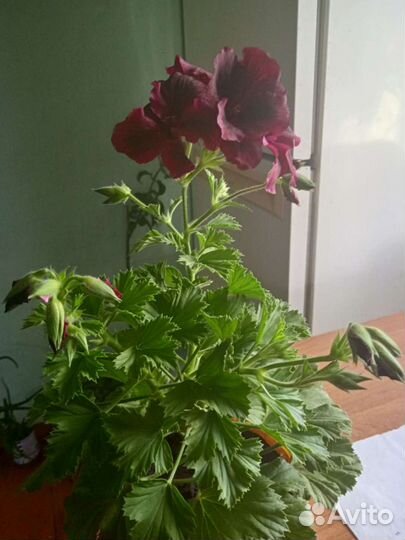 Пеларгония герань королевская