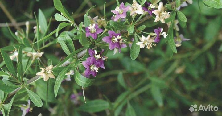 Годжи (шамбала, дереза)