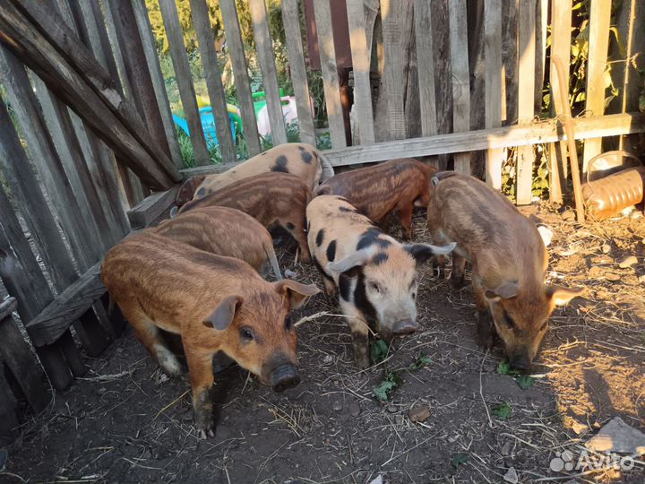 Поросята