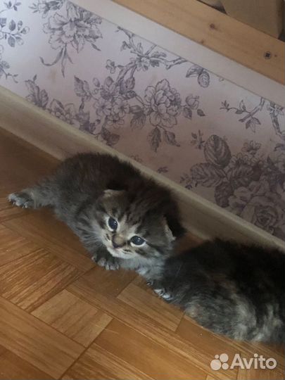 Сибирские котята