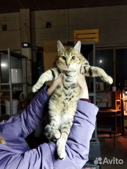 Кошка котенок кот Ваня в дар