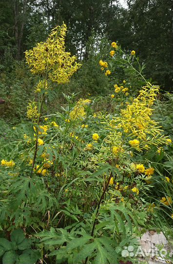 Бузульник тангутский. Рудбеккия многолетняя