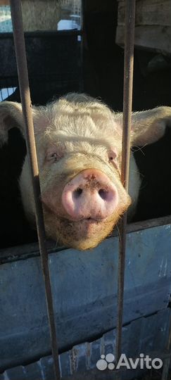 Хряк звонить с10 до19смс