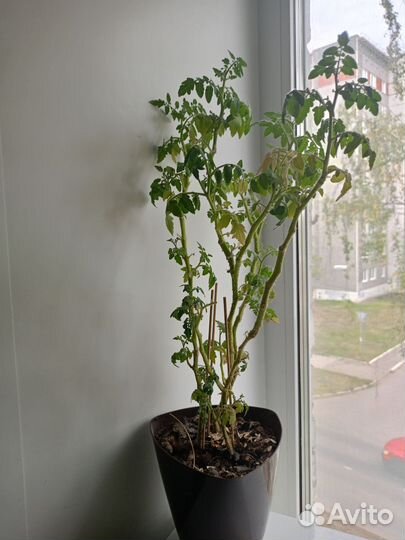 Комнатные помидоры в дар