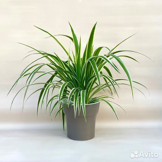 Хлорофитум