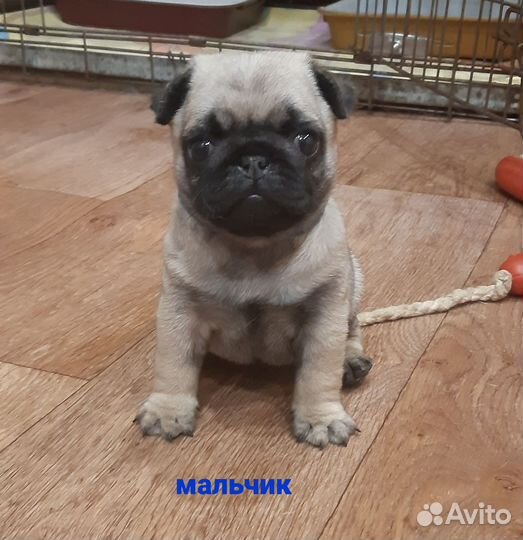 Щенки мопса