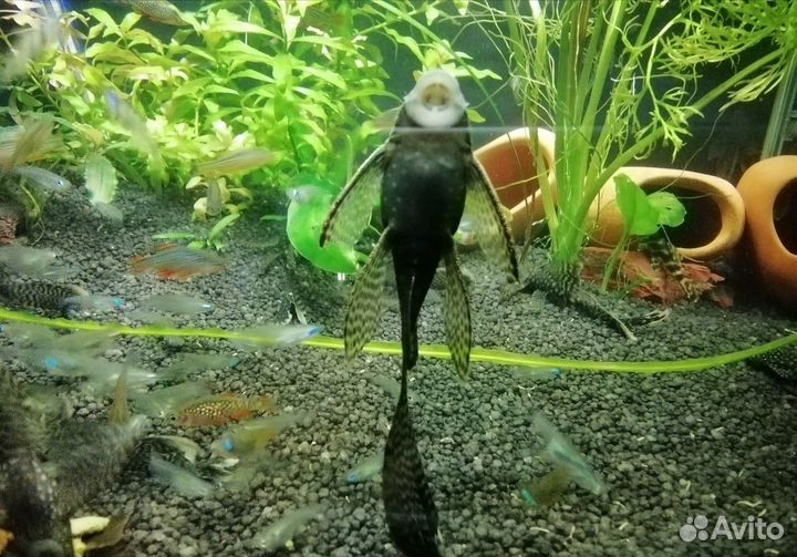 Сом вуалевый