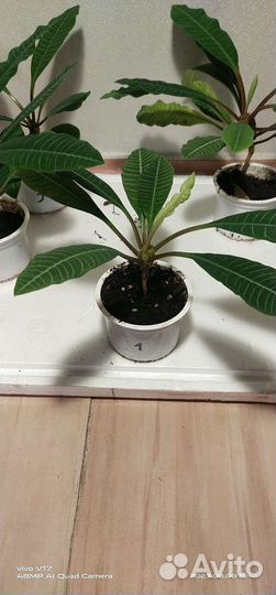 Молочай гребенчатый