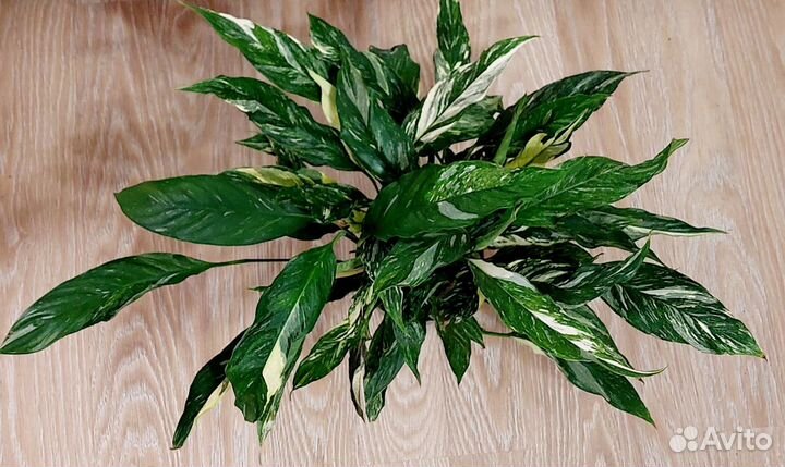 Спатифиллум даймонд вариегатный