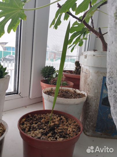 Домашние экзотические растения