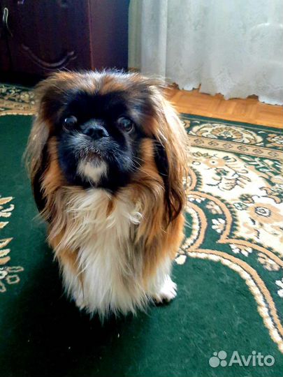 Пекинес вязка