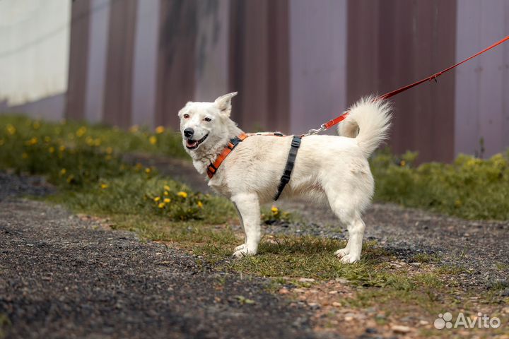 Миниатюрная Тэффи в добрые руки