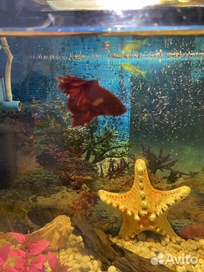 Аквариум с рыбками