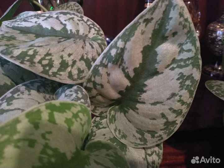 Сциндапсус экзотика