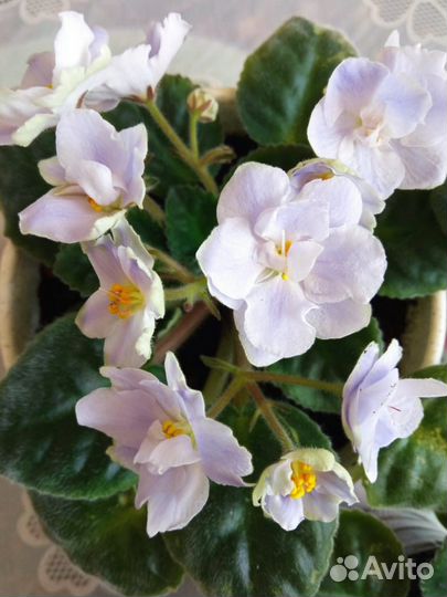 Комнатные цветы