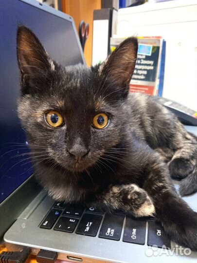 Котёнок Ночка 4-5 мес