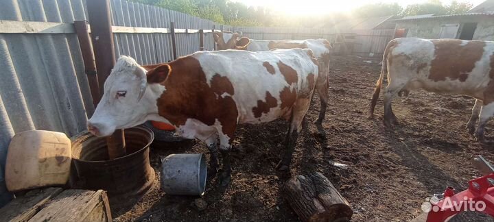 Корова дойная