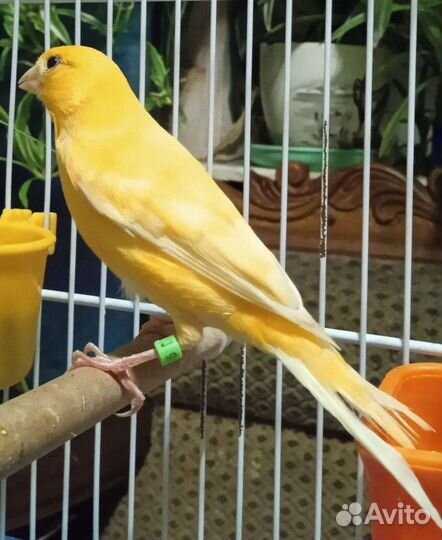 Кенара и канарейки