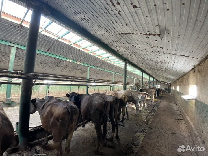 Коровы дойные молочные