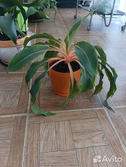 Хлорофитум оранж