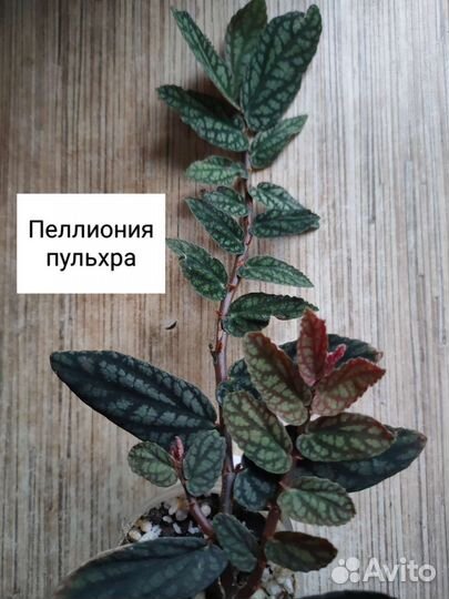 Гемарии и растения для флорариумов