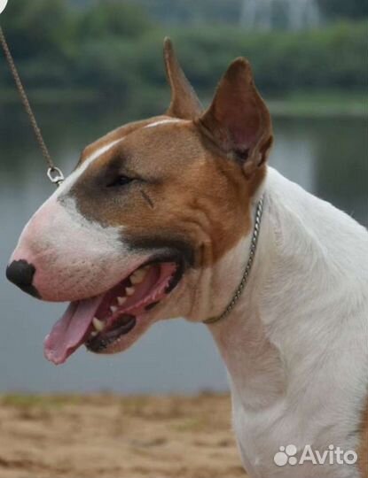 Щенки стандартного бультерьера