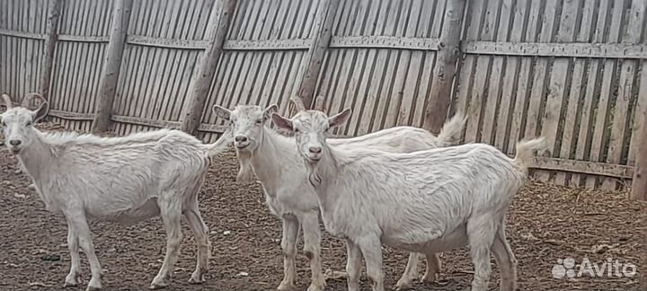 Козы дойные 5 шт и козел 2 шт Закамск
