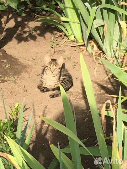 Котята в добрые руки бесплатно