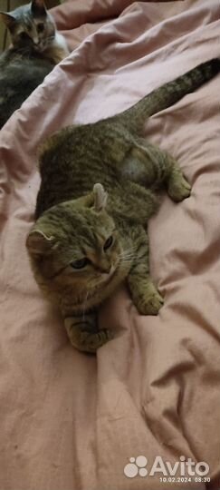Кошка