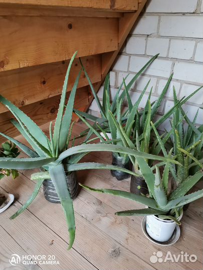 Алоэ столетник