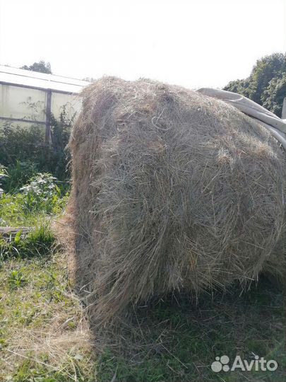 Продам сено в рулонах
