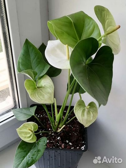 Антуриум Ариса Вайт