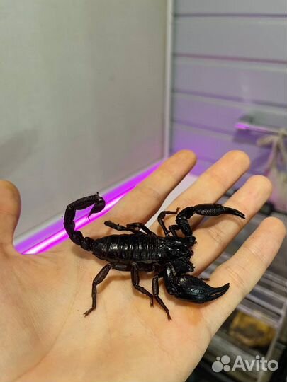Аренда пауков, скорпионов, змей для фотосессии
