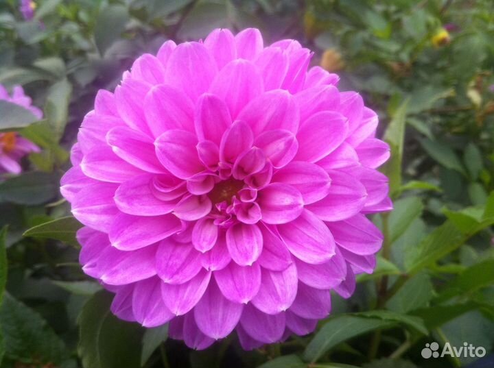 Клубни георгины