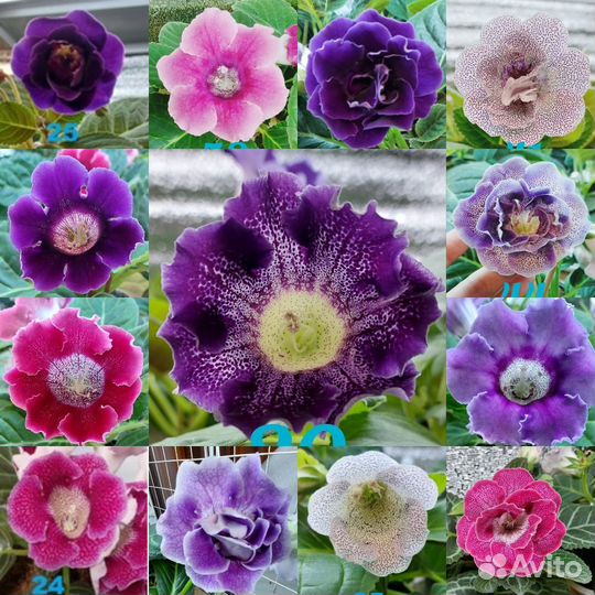 Семена глоксиний смесь семян