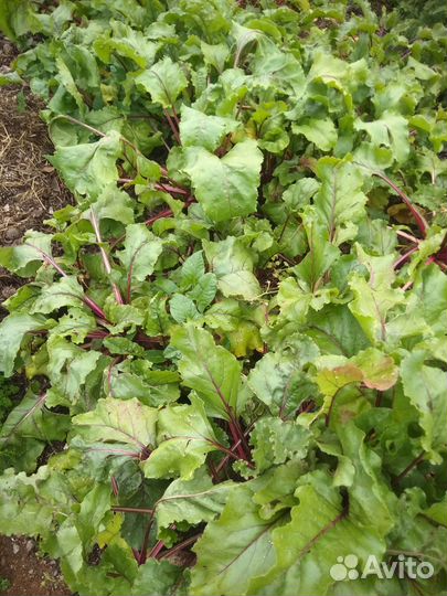 Морковь,свекла,петрушка