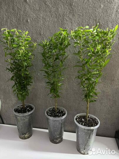 Комнатный плодоносящий гранат сорт nana