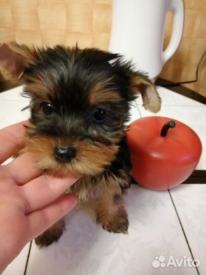 Йоркширский терьер