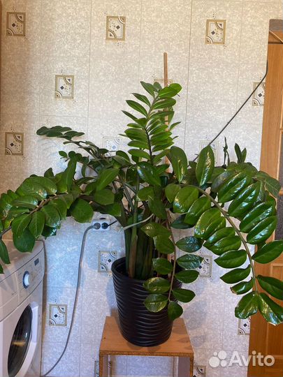 Замиокулькас