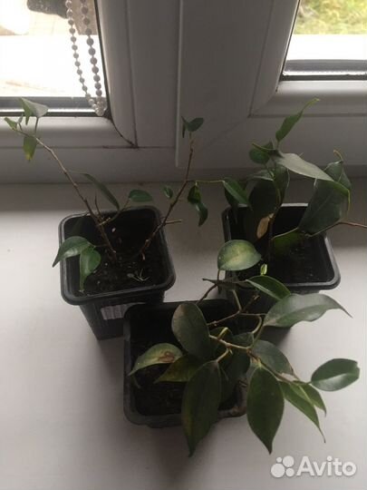 Комнатные цаеты