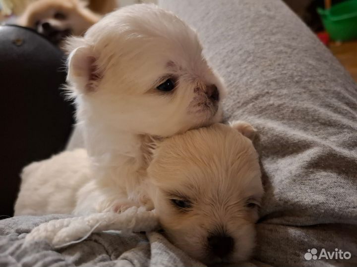 Щенки мальтипу