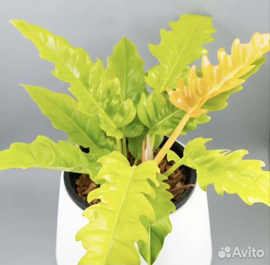 Филодендрон крокодил голд